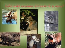Животные леса, слайд 11