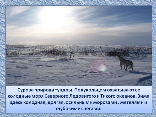 Презентация - Тундра