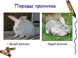 Изучение и разведение кроликов, слайд 4