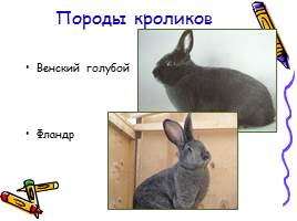 Изучение и разведение кроликов, слайд 6
