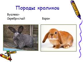 Изучение и разведение кроликов, слайд 8
