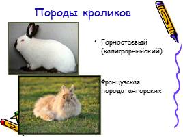 Изучение и разведение кроликов, слайд 9