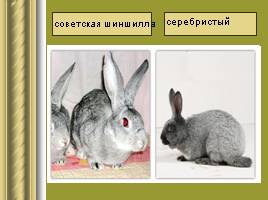 Исследовательская работа «Кролики», слайд 12