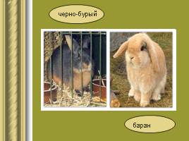Исследовательская работа «Кролики», слайд 13