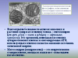 Цитоплазма и ее органоиды, слайд 13