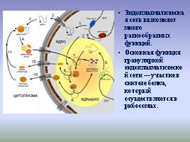 Цитоплазма и ее органоиды, слайд 8