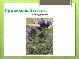 Викторина «Первоцветы», слайд 9