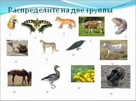 Признаки животных, слайд 9