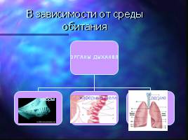 Органы дыхания и газообмен, слайд 8