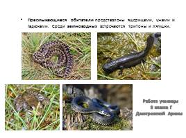 Растительный и животный мир Владимирской области, слайд 10