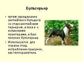 Разновидности собак, слайд 18