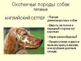 Разновидности собак, слайд 24