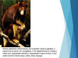 Млекопитающие, слайд 10