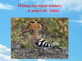 Удод – птица России 2016 года, слайд 12