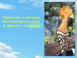 Удод – птица России 2016 года, слайд 13