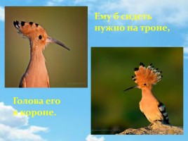 Удод – птица России 2016 года, слайд 6