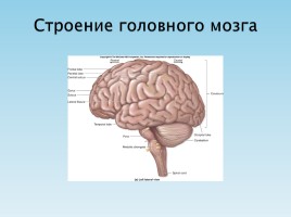 Нервная система, слайд 16