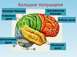 Нервная система, слайд 23