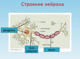 Нервная система, слайд 3