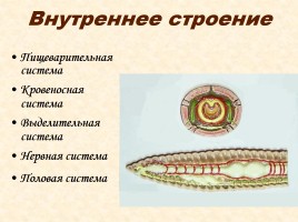 Тип «Кольчатые черви», слайд 6