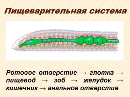 Тип «Кольчатые черви», слайд 7
