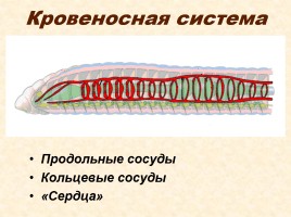 Тип «Кольчатые черви», слайд 8