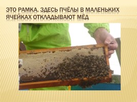 Пчёлы, слайд 10