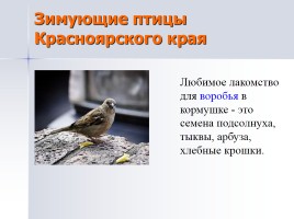 Учебно-исследовательская работа «Лучшая кормушка для птиц», слайд 6