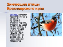Учебно-исследовательская работа «Лучшая кормушка для птиц», слайд 8