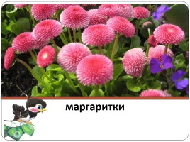 Окружающий мир 2 класс «Чудесные цветники весной», слайд 10