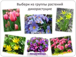 Окружающий мир 2 класс «Чудесные цветники весной», слайд 2