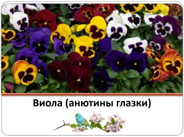 Окружающий мир 2 класс «Чудесные цветники весной», слайд 9