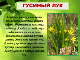 Весеннее пробуждение растений, слайд 10