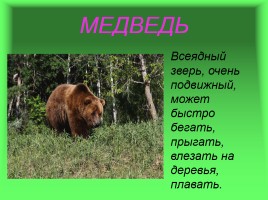 Леса России, слайд 15