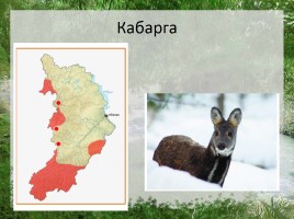 Редкие животные Республики Хакасия, слайд 10
