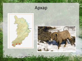 Редкие животные Республики Хакасия, слайд 12