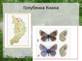Редкие животные Республики Хакасия, слайд 2