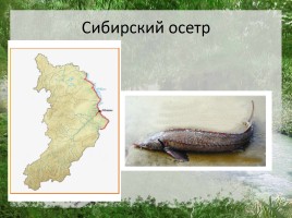 Редкие животные Республики Хакасия, слайд 3