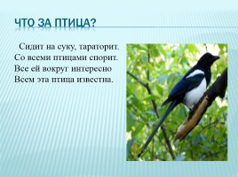 Зимующие и перелетные птицы Краснодарского края, слайд 6