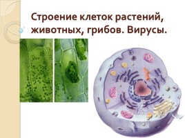 Строение клеток растений, животных, грибов - Вирусы, слайд 1