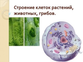 Строение клеток растений, животных, грибов - Вирусы, слайд 7