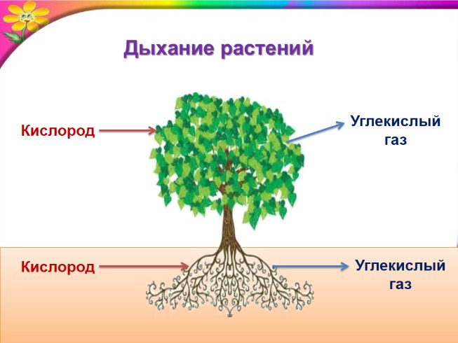 Презентация - Окружающий мир 3 класс «Дыхание и питание растений»