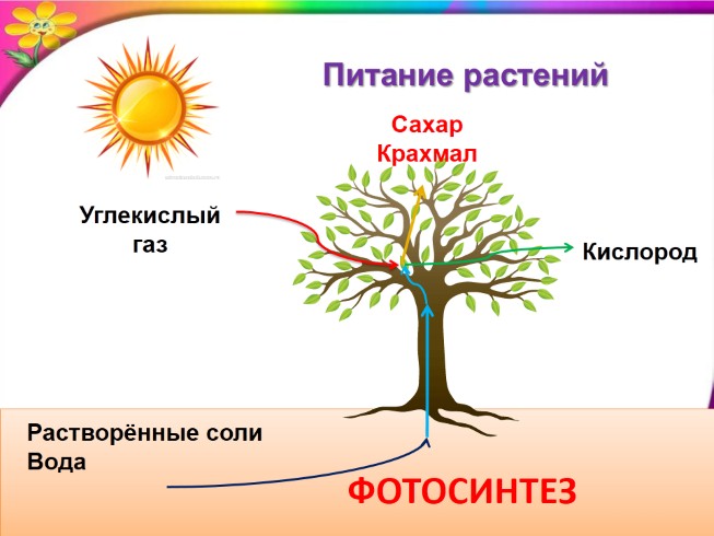 Презентация - Окружающий мир 3 класс «Дыхание и питание растений»