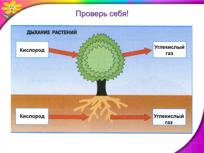 Презентация - Окружающий мир 3 класс «Дыхание и питание растений»