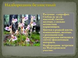 Заповедник «Кологривский лес», слайд 15
