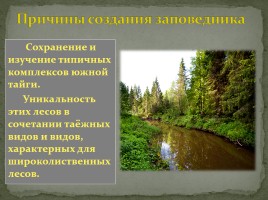 Заповедник «Кологривский лес», слайд 4