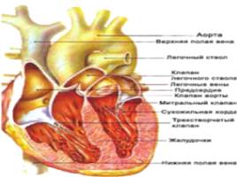 Строение и работа сердца 9 класс, слайд 10