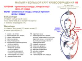 Строение и работа сердца 9 класс, слайд 22