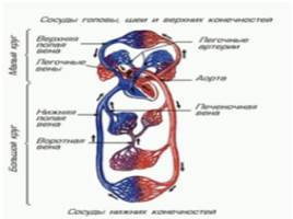 Строение и работа сердца 9 класс, слайд 29