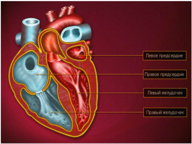 Презентация Строение и работа сердца 9 класс